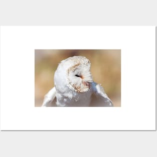 Head Of White Barn Owl Posters and Art